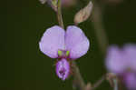 Hairy small-leaf ticktrefoil